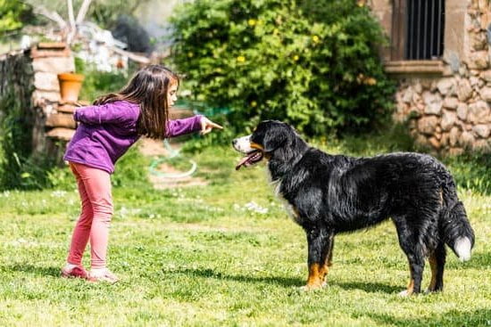 how-to-train-your-dog-from-peeing-in-the-house-every-day-interests