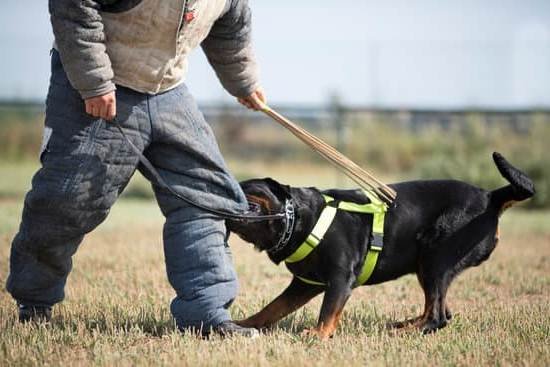 How To Train Your Dog To Bark At Intruders | Every Day Interests