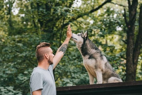 How To Train A Dog To Stay In A Crate