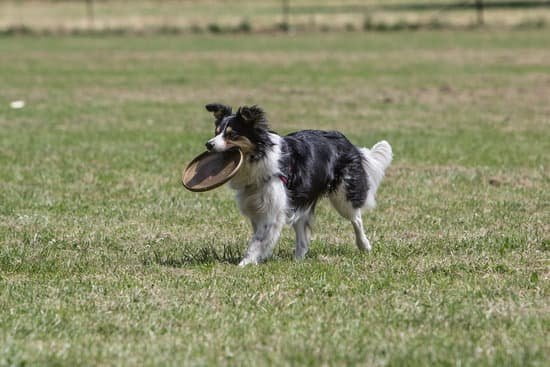 How To Train Your Dog To Stop Barking At Strangers | Every Day Interests