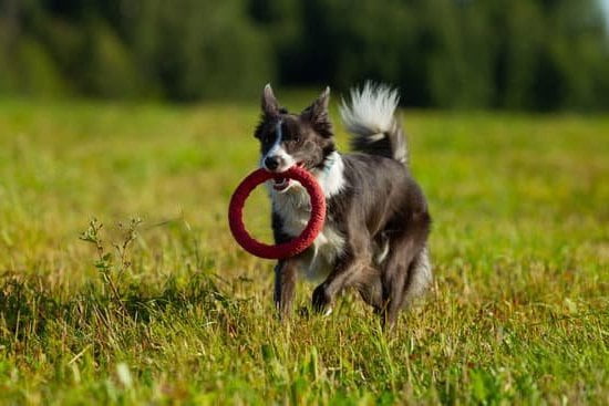 potty-train-a-dog-with-a-bell-every-day-interests