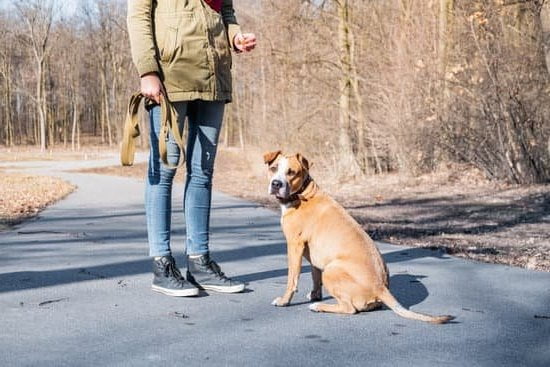 training-for-therapy-dog-every-day-interests