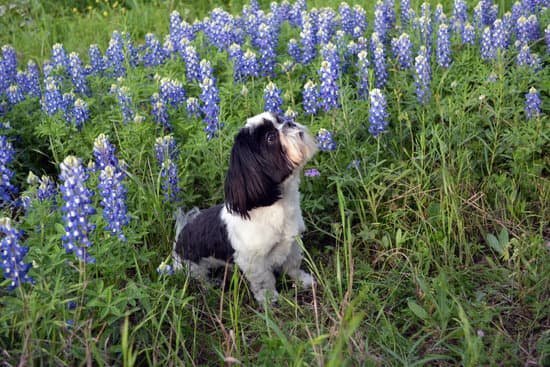 what-is-a-ptsd-service-dog-trained-to-do-every-day-interests