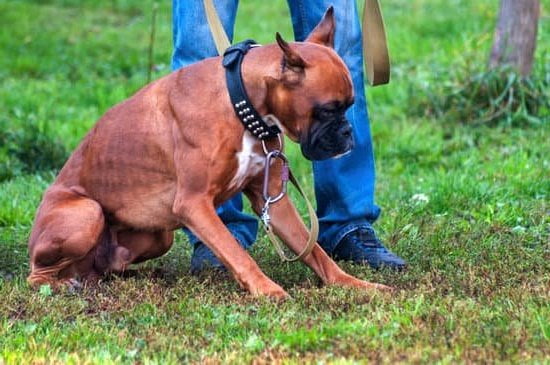 6-month-old-dog-not-potty-trained-every-day-interests