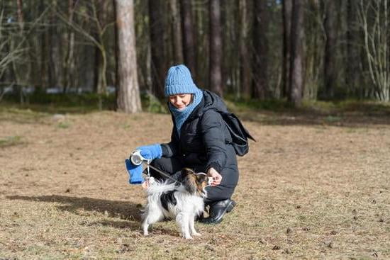 Bousnic Dog Training Collar Manual | Every Day Interests