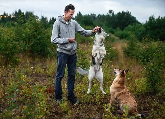 Dog Is Still Not Potty Trained Every Day Interests