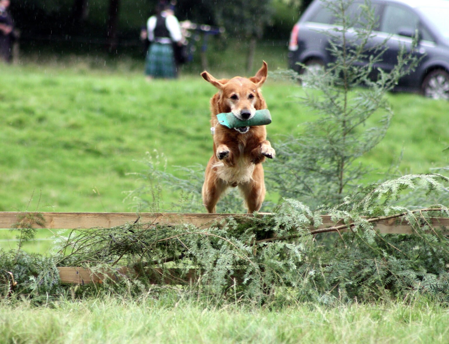 dog-regressing-potty-training-every-day-interests