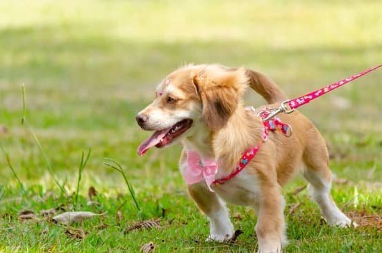 dog-training-collar-with-voice-every-day-interests