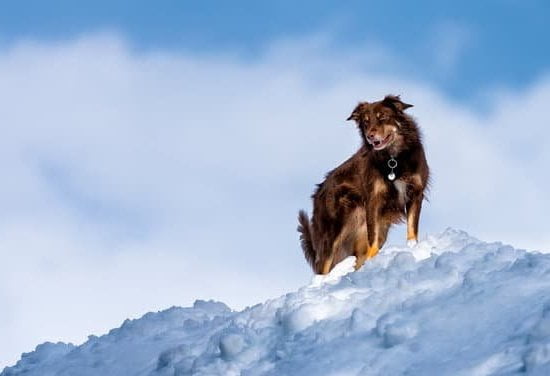 how-to-bell-potty-train-a-dog-every-day-interests