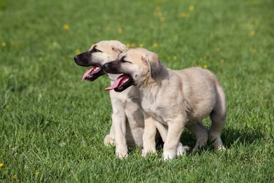 how-to-easily-potty-train-a-dog-every-day-interests