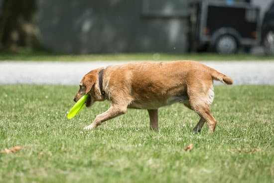 how-to-potty-train-1-year-old-dog-every-day-interests