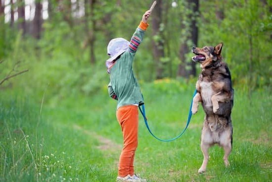 how-to-potty-train-a-dog-that-won-t-learn-every-day-interests