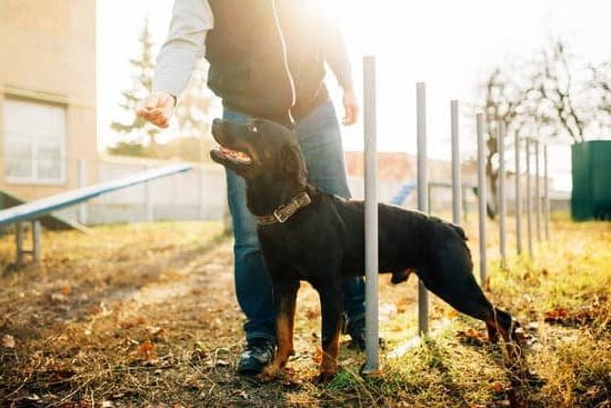 how-to-train-a-dog-without-a-shock-collar-every-day-interests