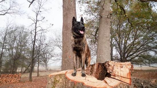 train-dog-to-potty-outside-every-day-interests