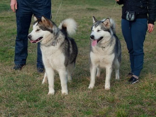 are-service-dogs-in-training-allowed-every-day-interests