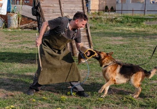 can-any-dog-be-trained-to-be-a-service-dog-every-day-interests