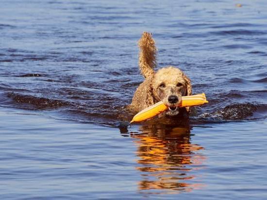 can-service-dogs-in-training-fly-every-day-interests