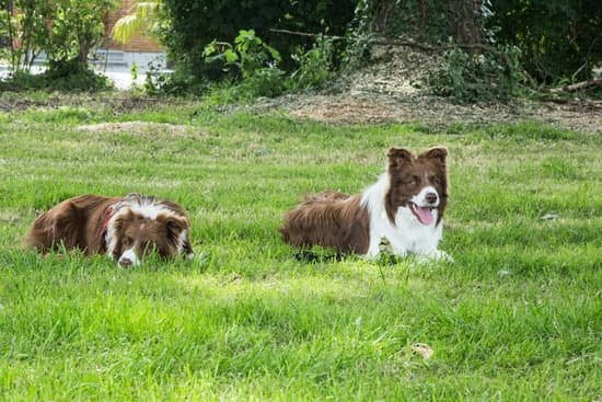 Can You Crate Train A Dog With Separation Anxiety | Every Day Interests