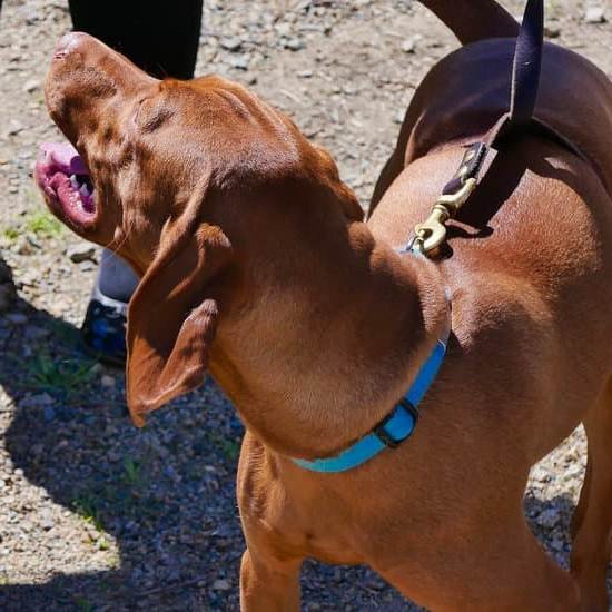 Can You Litter Box Train A Dog | Every Day Interests