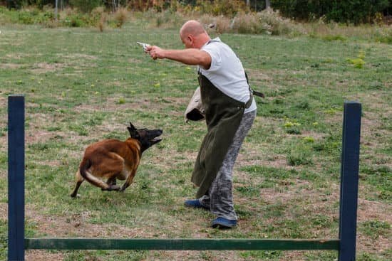 How Do You Train Your Dog To Poop Outside