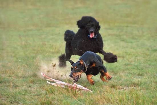 Dog Trainer Aggressive Behaviors | Every Day Interests