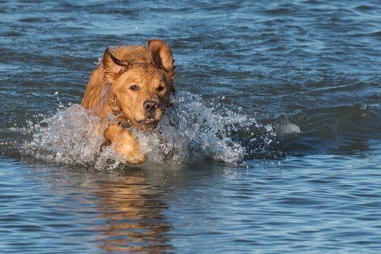 how-long-to-crate-train-a-dog-at-night-every-day-interests