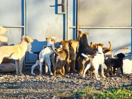 how-to-crate-potty-train-an-older-dog-every-day-interests