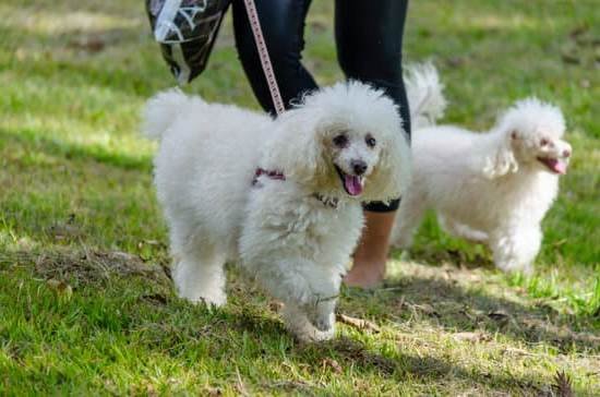 how-to-get-my-dog-to-stop-pulling-on-the-leash-youtube