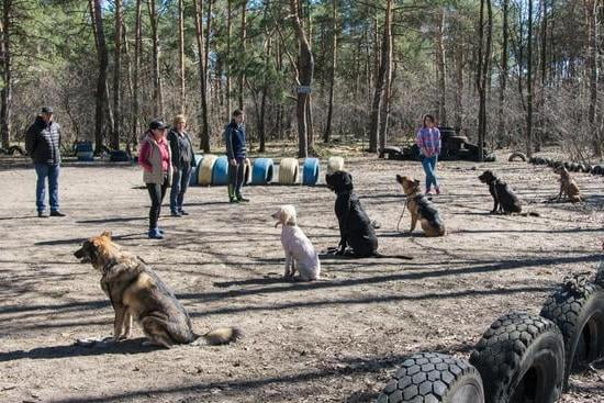 how-to-potty-train-a-dog-that-pees-in-crate-every-day-interests