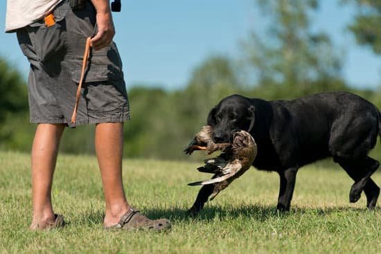 how-to-train-a-dog-to-pee-on-pad-every-day-interests