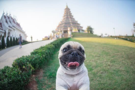 how-to-train-dog-not-to-poop-in-crate-every-day-interests