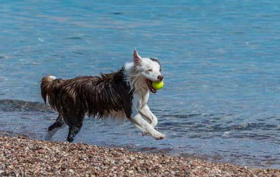 How To Train My Dog To Be Off Leash | Every Day Interests