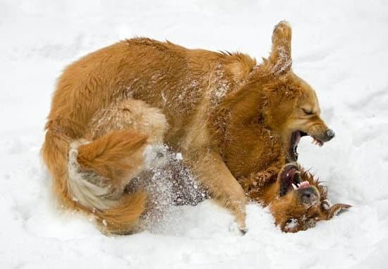 how-to-train-older-dog-to-walk-on-leash-every-day-interests