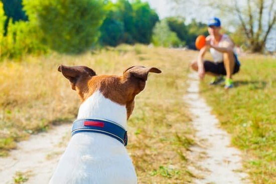 How To Train Puppy Not To Bark At Other Dogs | Every Day Interests