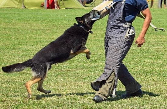 How To Use A Dog Clicker To Train Your Dog | Every Day Interests