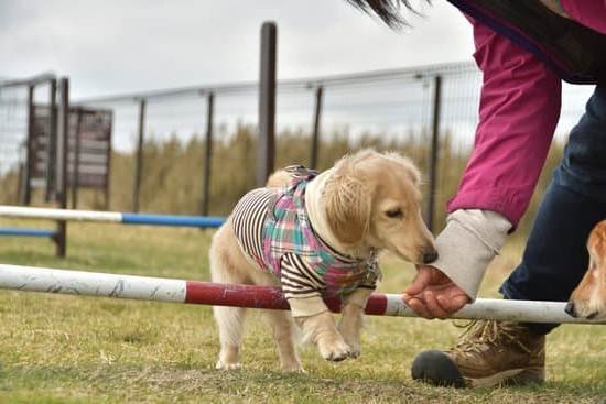 Service Dog Training Near Me Prices Every Day Interests