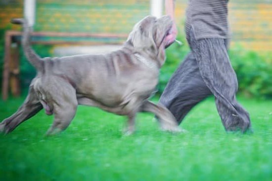 train-service-dogs-every-day-interests