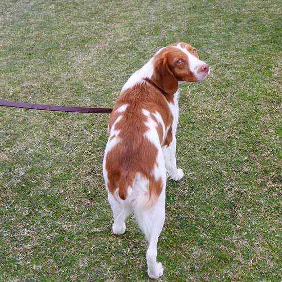 can-dogs-go-on-trains-in-switzerland-every-day-interests