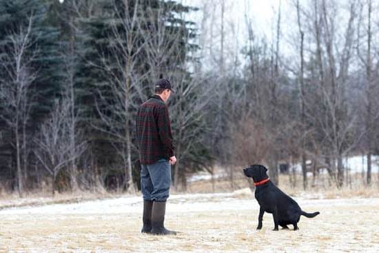 can-i-train-my-own-service-dog-in-canada-every-day-interests