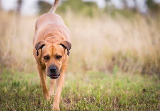 can-u-train-a-1-year-old-dog-every-day-interests