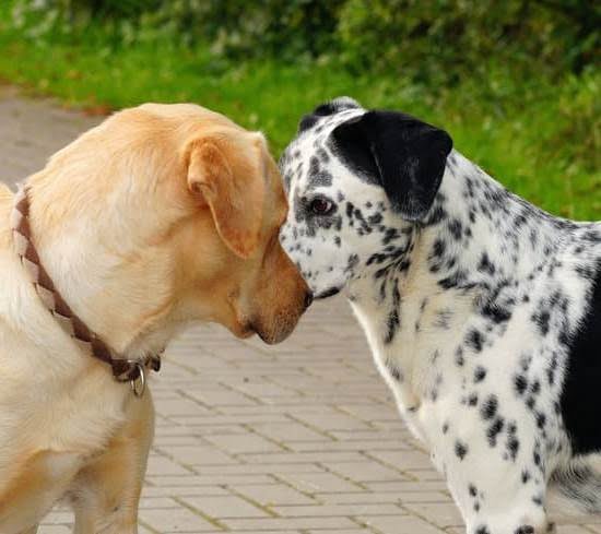 how-to-potty-train-your-dog-without-a-crate-every-day-interests