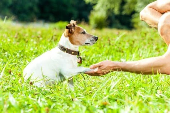 can-you-potty-train-old-dogs-every-day-interests