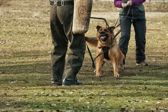 can-you-take-dogs-on-buses-and-trains-every-day-interests