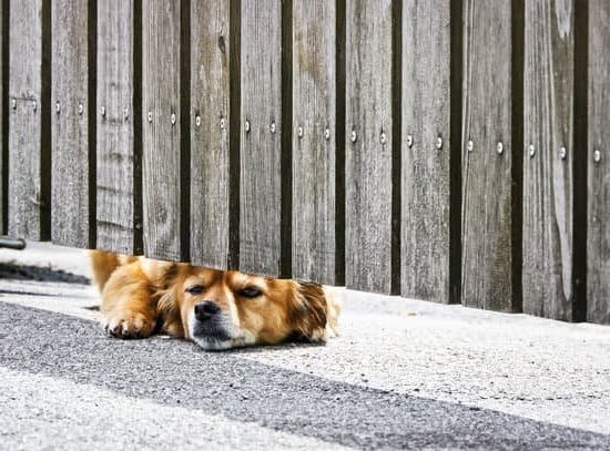 can-you-train-a-9-year-old-dog-every-day-interests