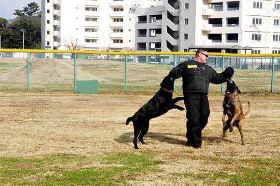 can-you-train-a-year-old-dog-to-hunt-every-day-interests