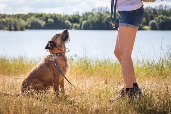 do-dogs-forget-potty-training-after-boarding-every-day-interests