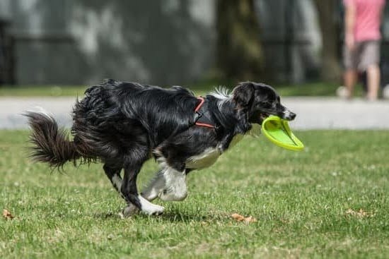 does-getting-a-female-dog-fixed-help-with-potty-training-every-day