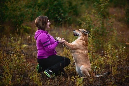 how-are-ptsd-service-dogs-trained-every-day-interests