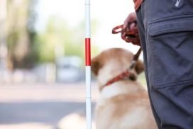 How Do I Become A Service Dog Trainer | Every Day Interests