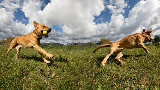 How Long Till Dog Is Potty Trained Every Day Interests